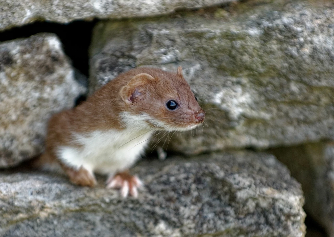 Weasel