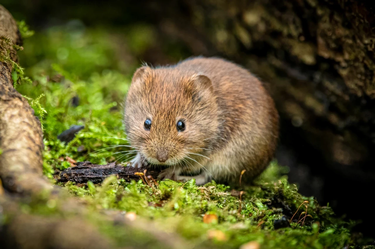 Field mouse in the grass