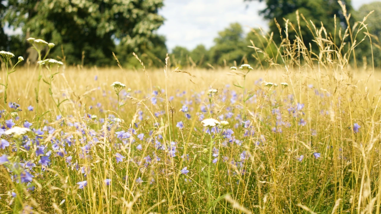 Wildflowers in Hyde Park