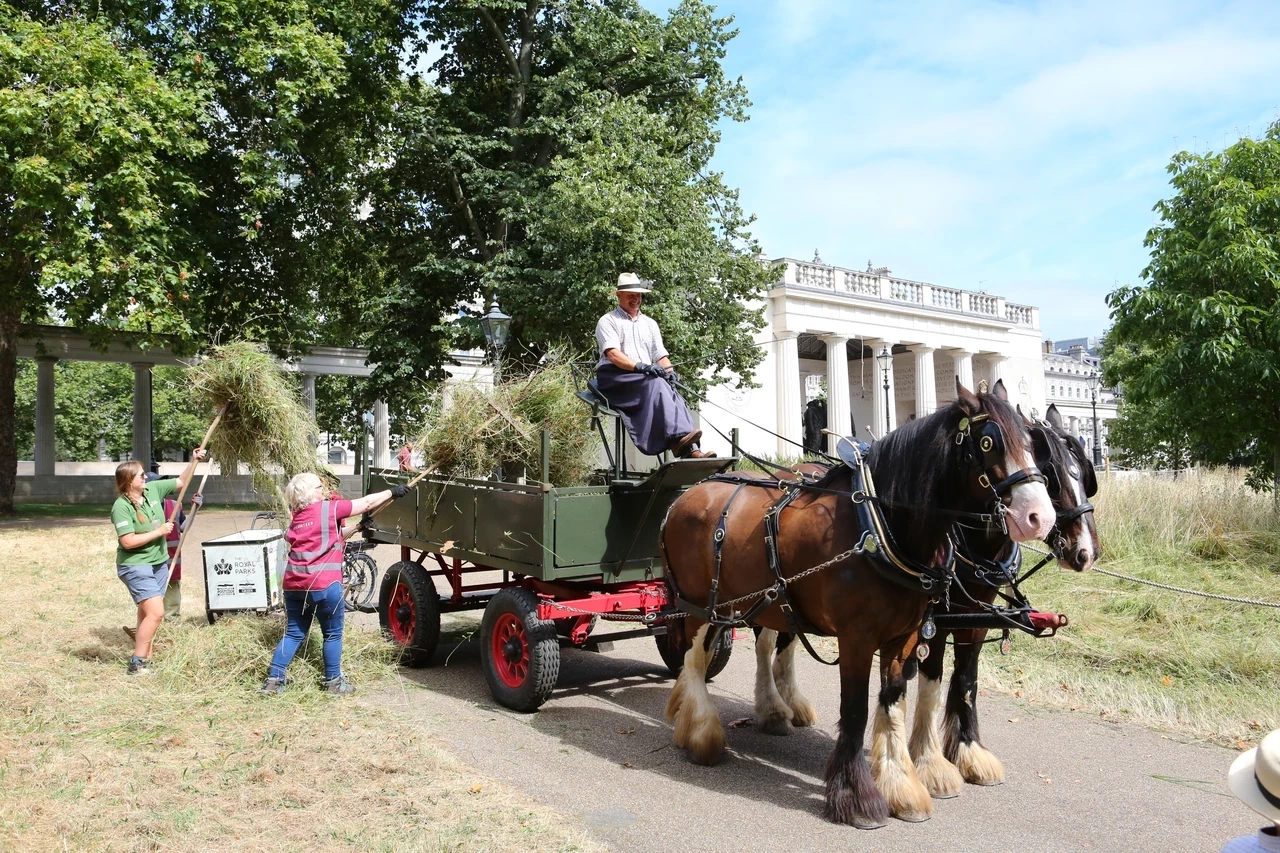 Scything in The Green Park with horses