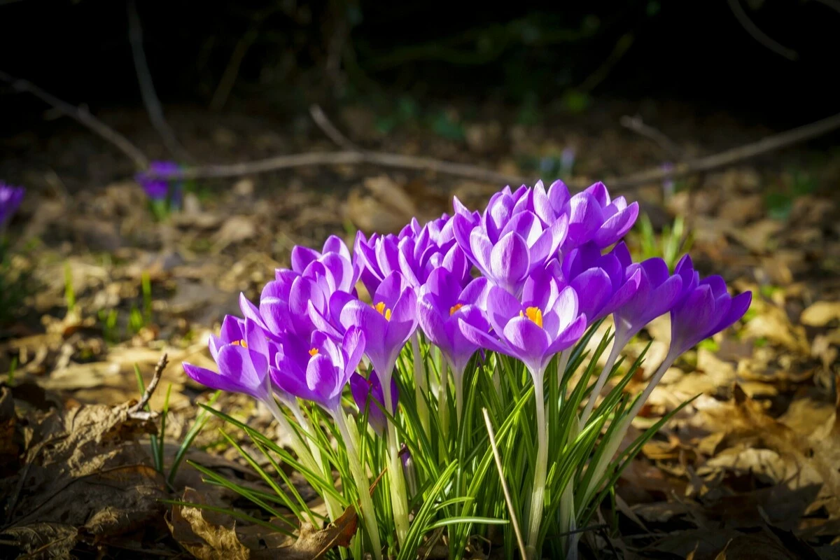 Image of vivid purple flowers with green leaves in the background.