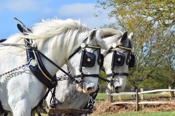 Close up image of two white Shire horses