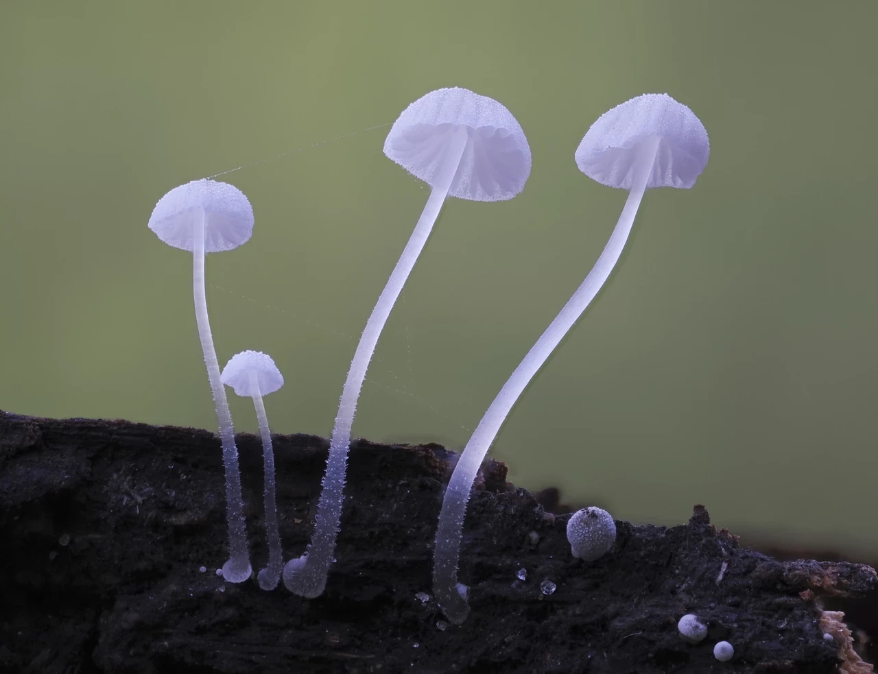 Mycena fungi