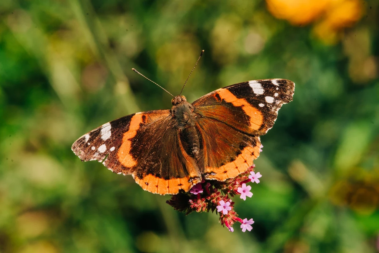 Red admiral on verbena plant