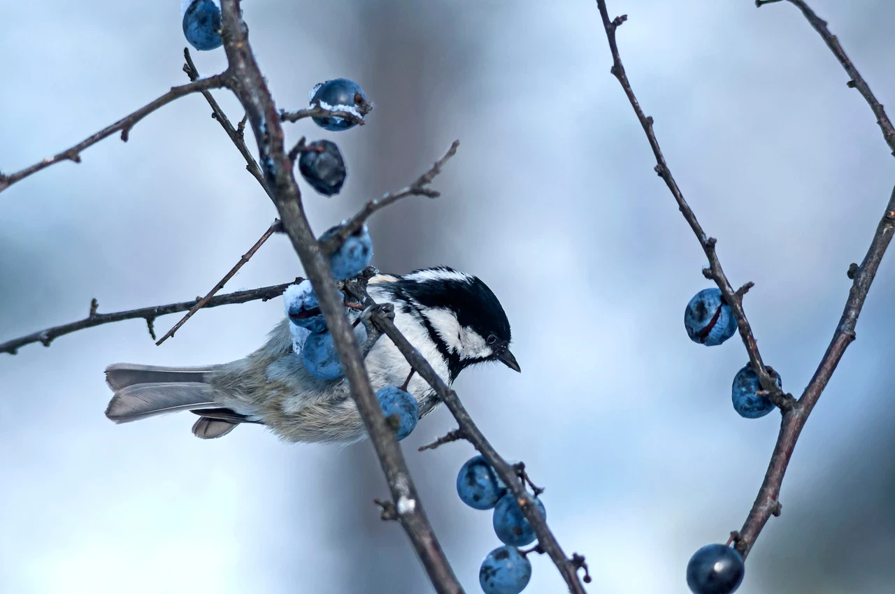 Coal tit on blackthorn