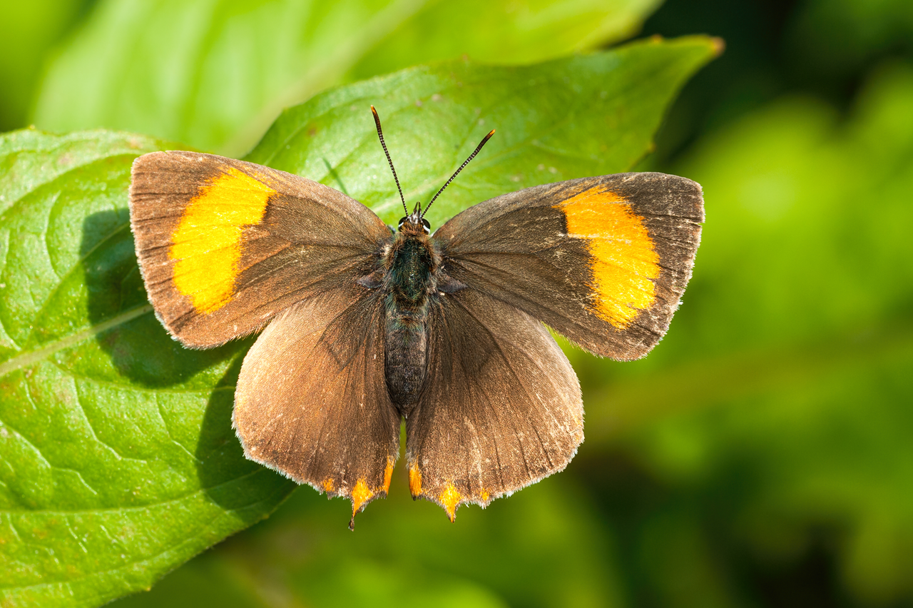 Brown hairstreak butterfly resting on a leaf