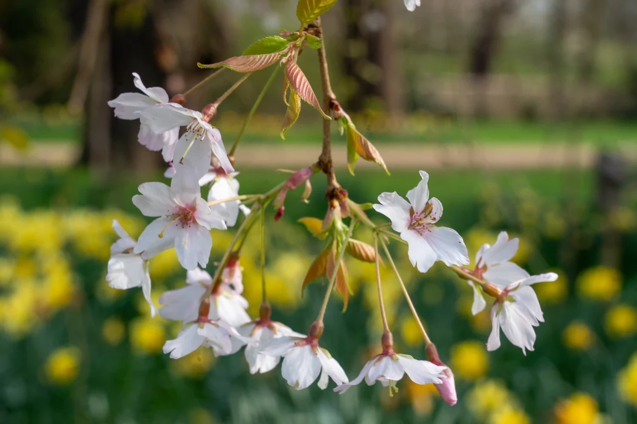 Image of cherry blossoms in a garden