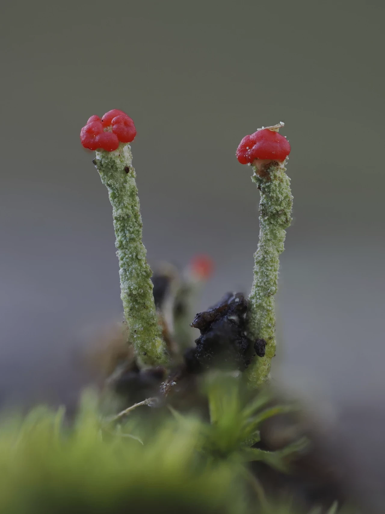 Red soldier lichen fruiting