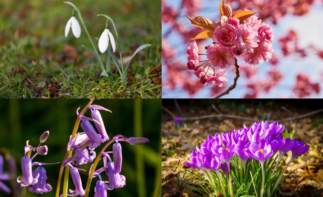 Collage image of Snowdrops, Cherry Blossoms, Bluebells and Crocus flowers