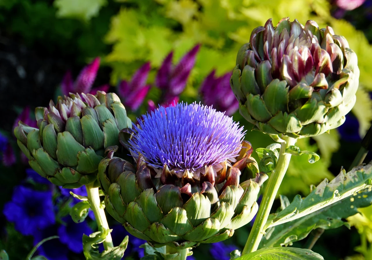 Globe artichoke (Cynara scolymus)