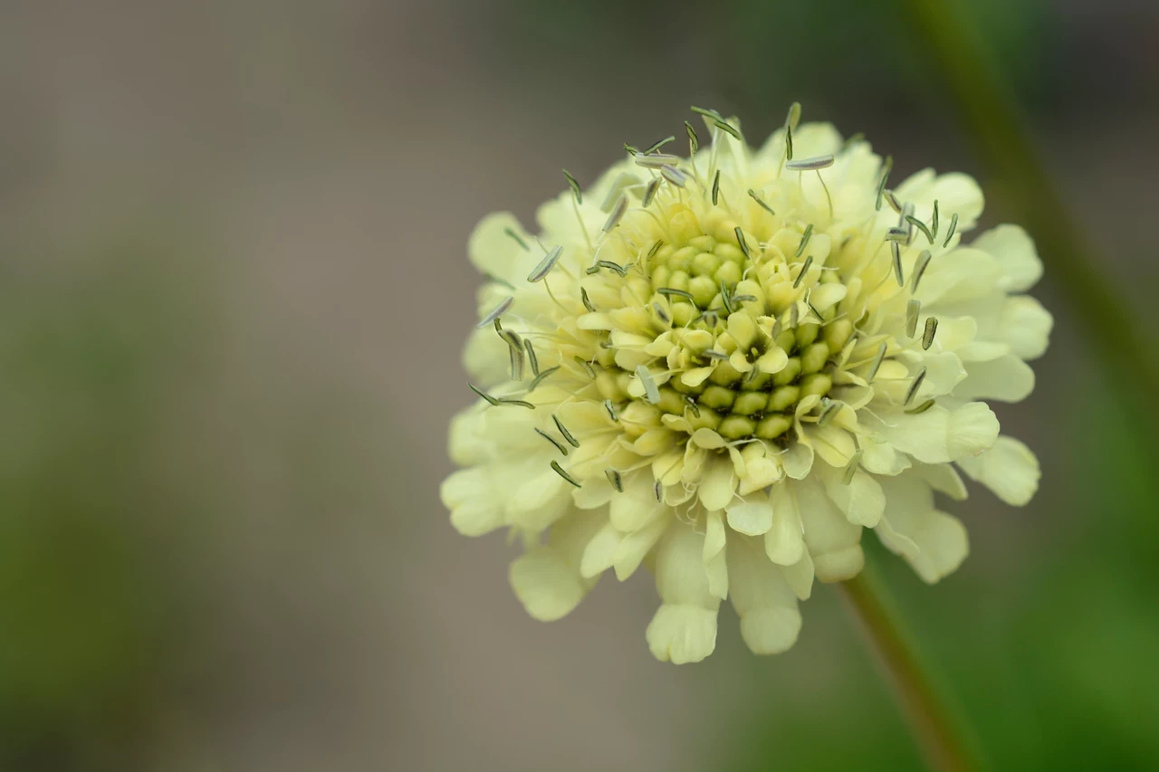 Yellow giant scabious (Cephalaria gigantea)