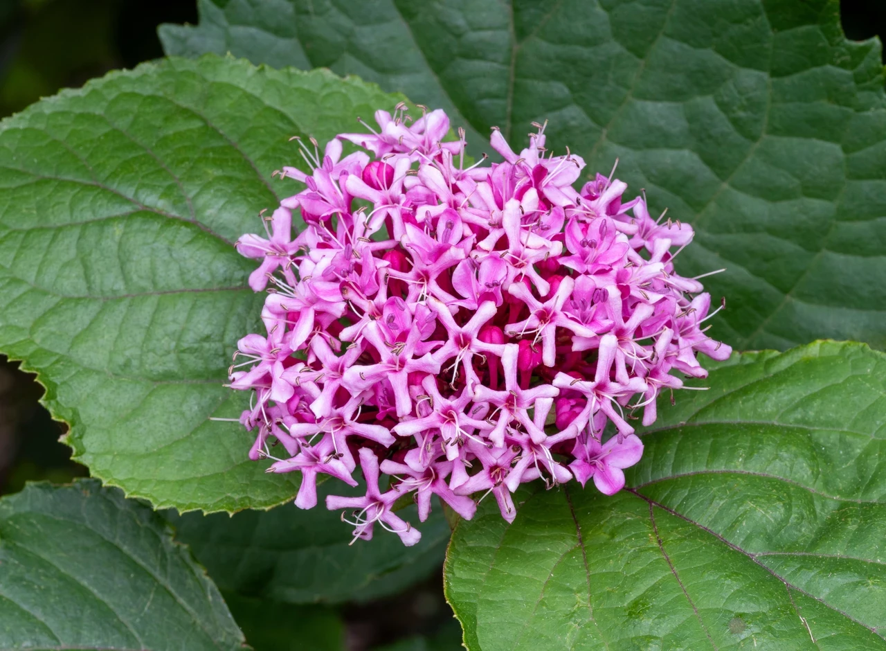 Pink glory flower (Clerodendrum bungei) 