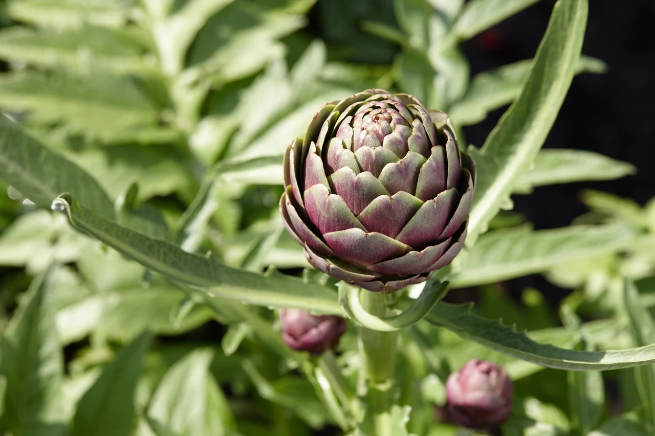 Globe artichokes (Cynara scolymus)