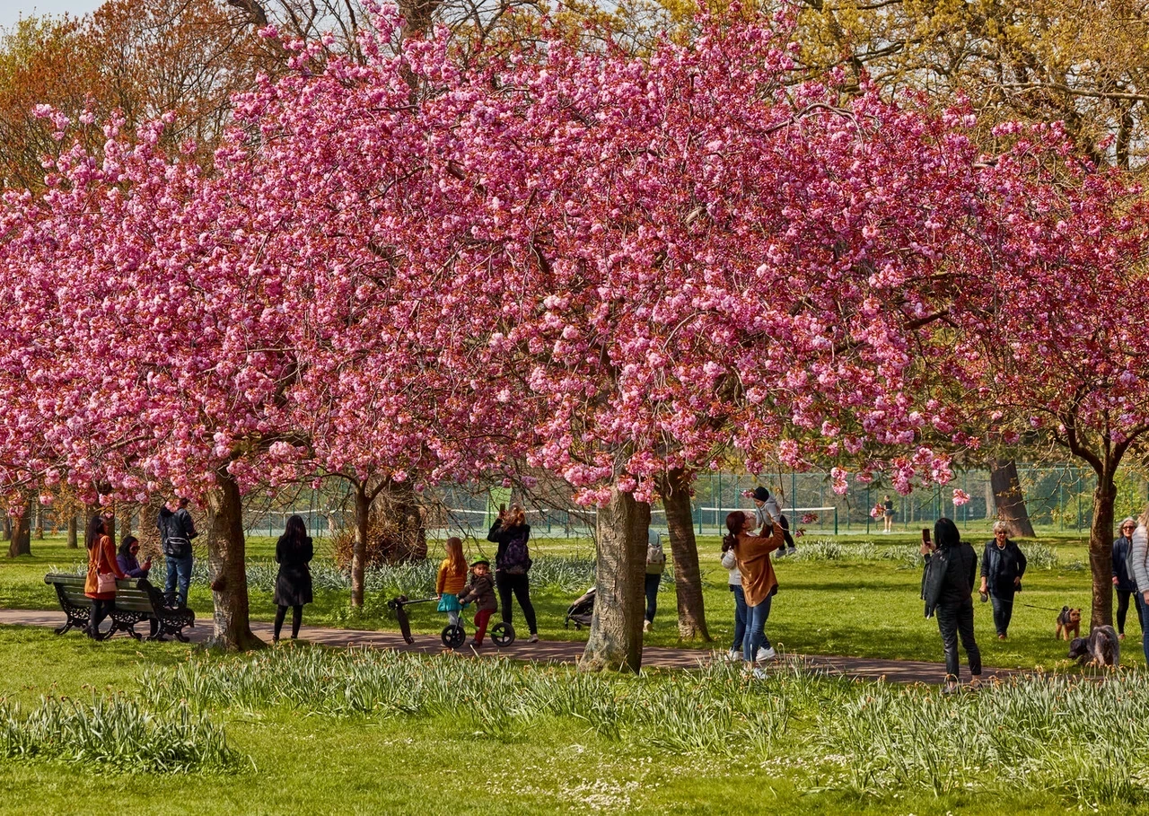 Spring bloom cherry blossom