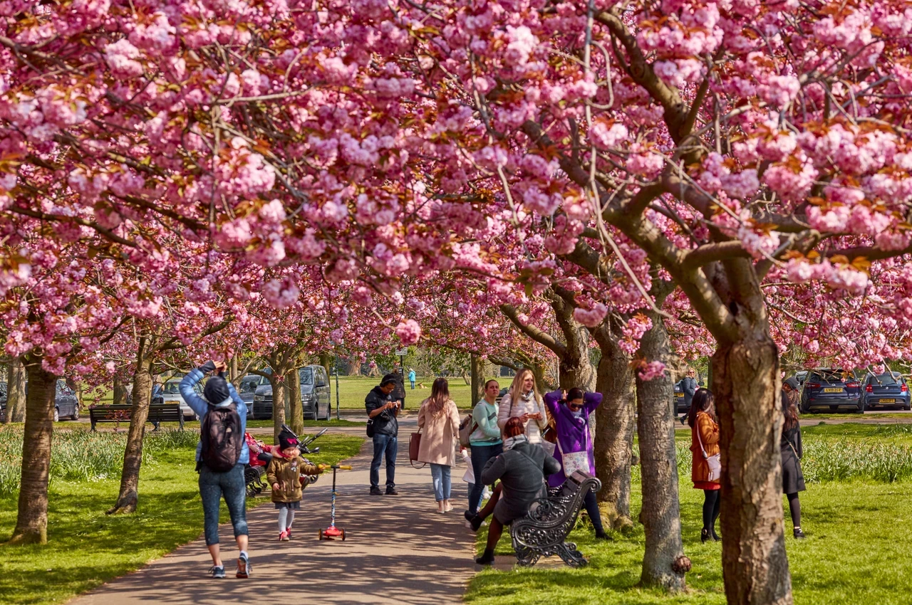 People walking outdoors on a spring day, under lots of cherry blossom trees