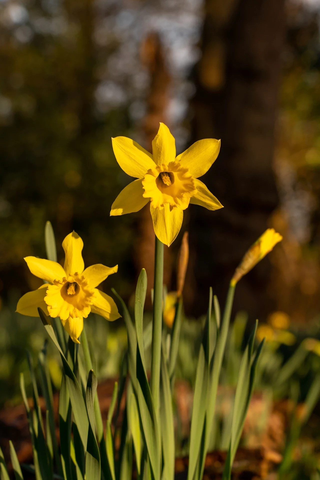 Spring Bloom Daffodil