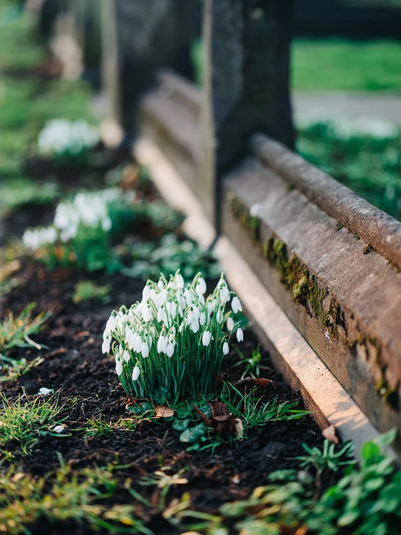 Spring blooms snowdrops