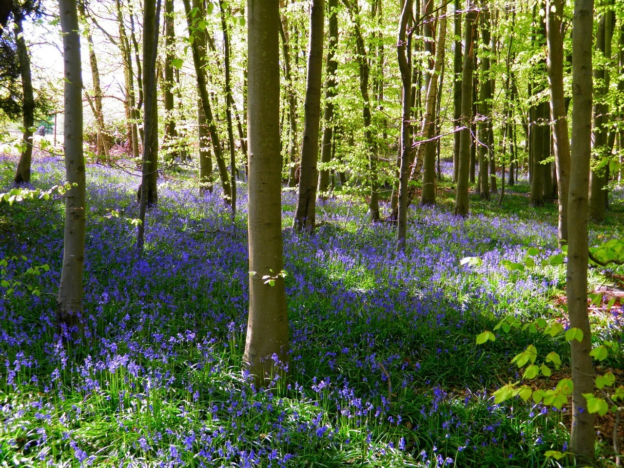 Bluebells Isabella Plantation