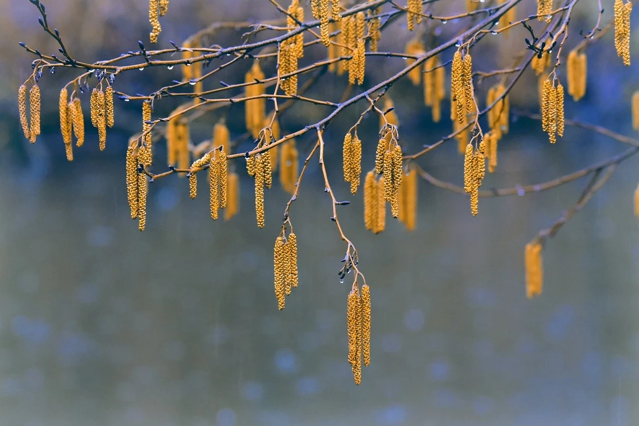 Spring Bloom hazel