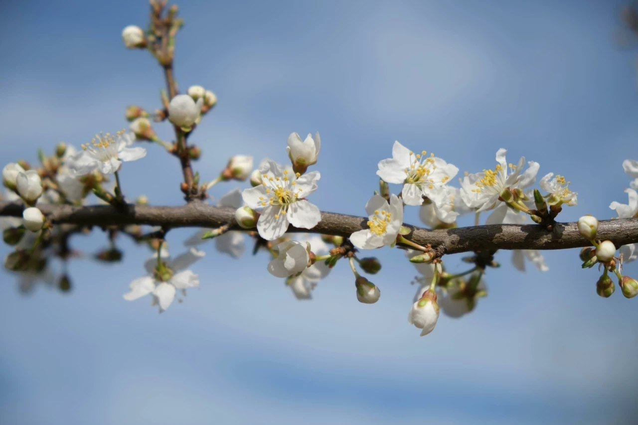 Spring blooms blackthorn