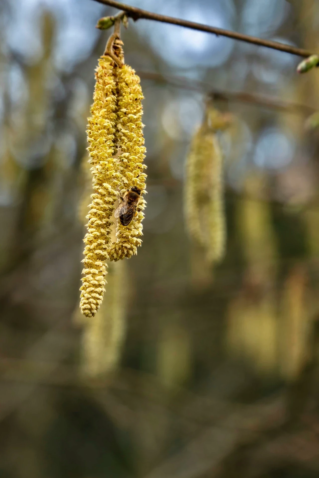 Spring bloom hazel