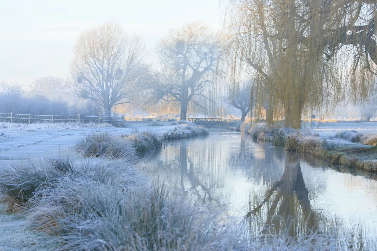 A frosty morning view of a willow tree over a pond