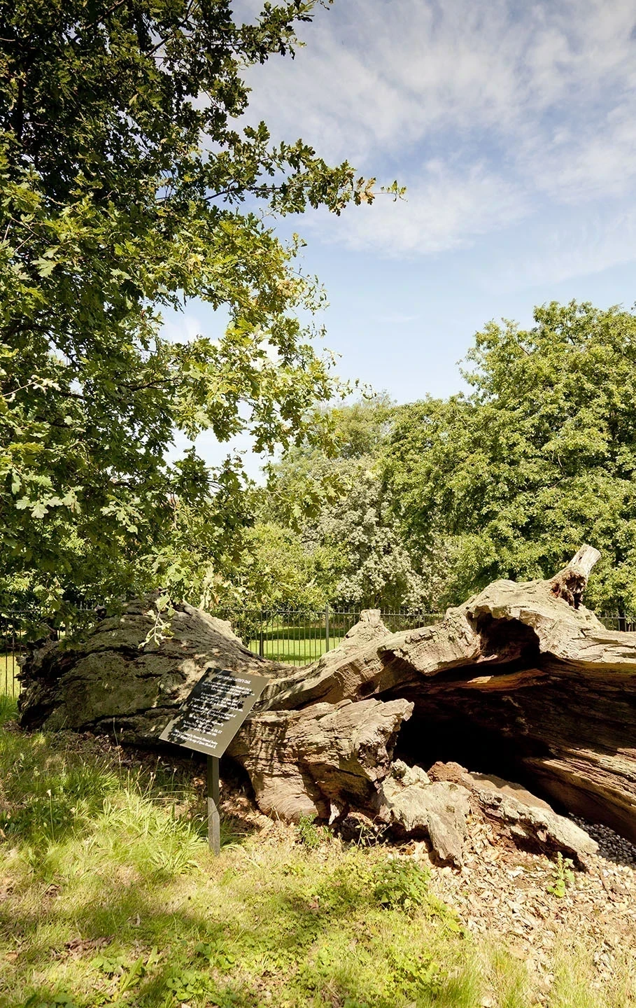a fallen hollow oak tree known as Queen Elizabeth's Oak