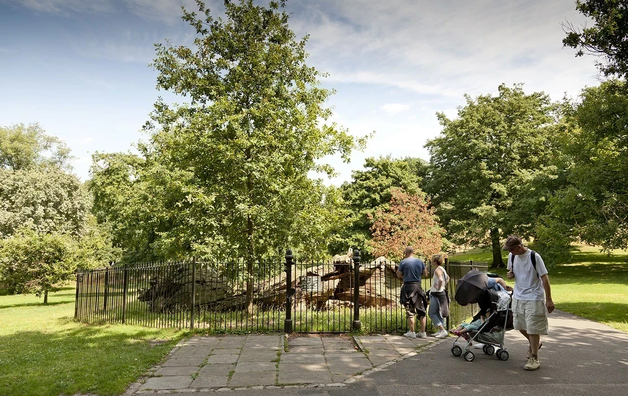 A family look over at a fallen ancient oak tree