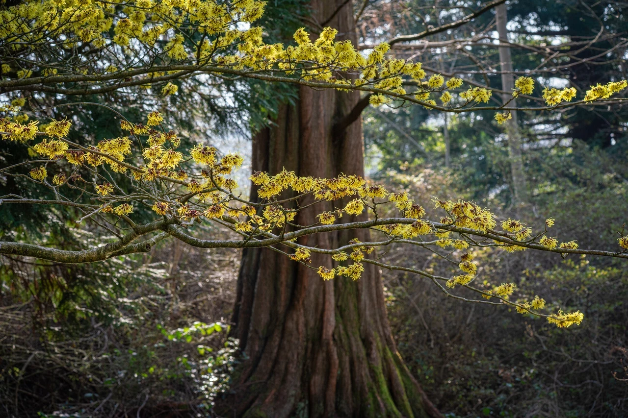 A tall tree with some blossoming branches from another tree coming across it