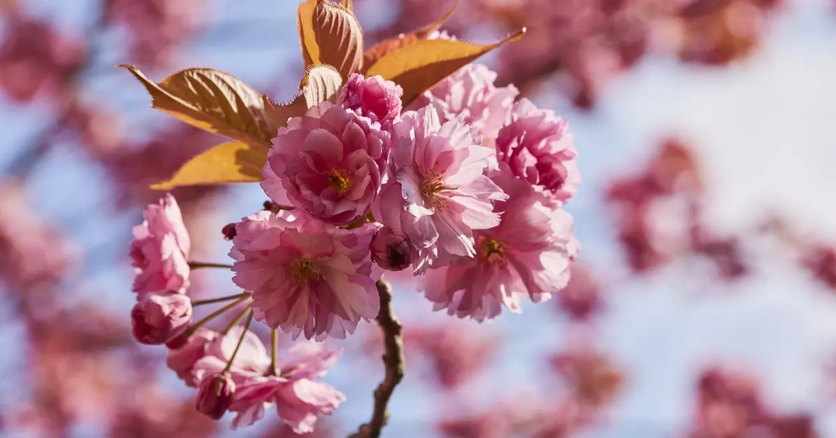 The Flower Garden Lake | The Royal Parks