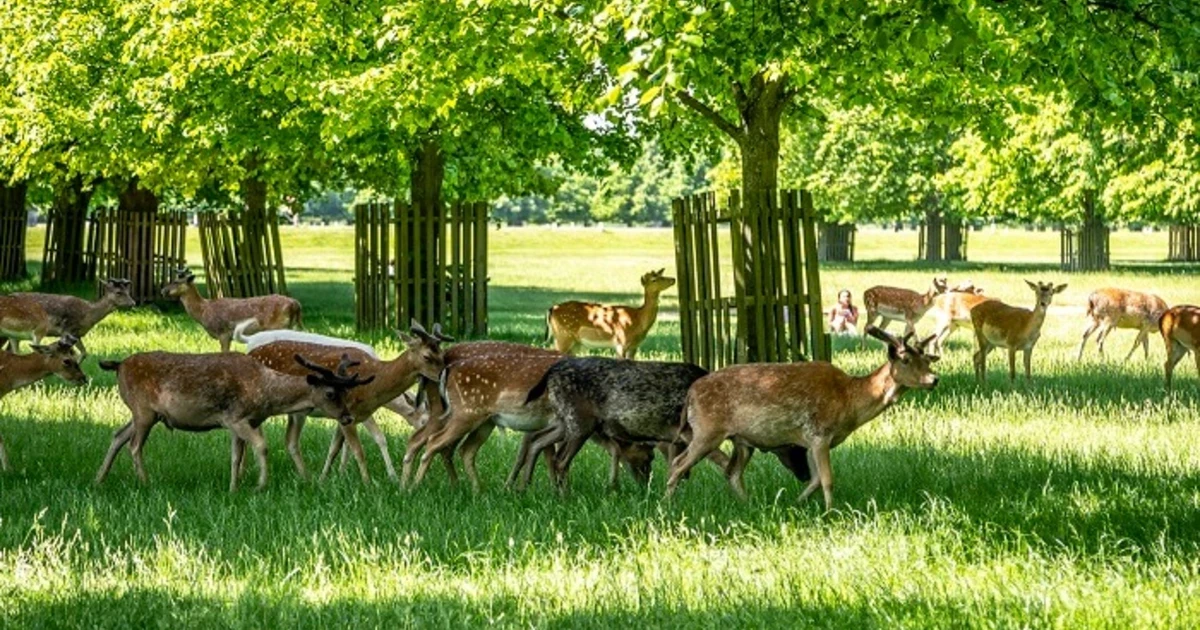 Support Bushy Park | The Royal Parks