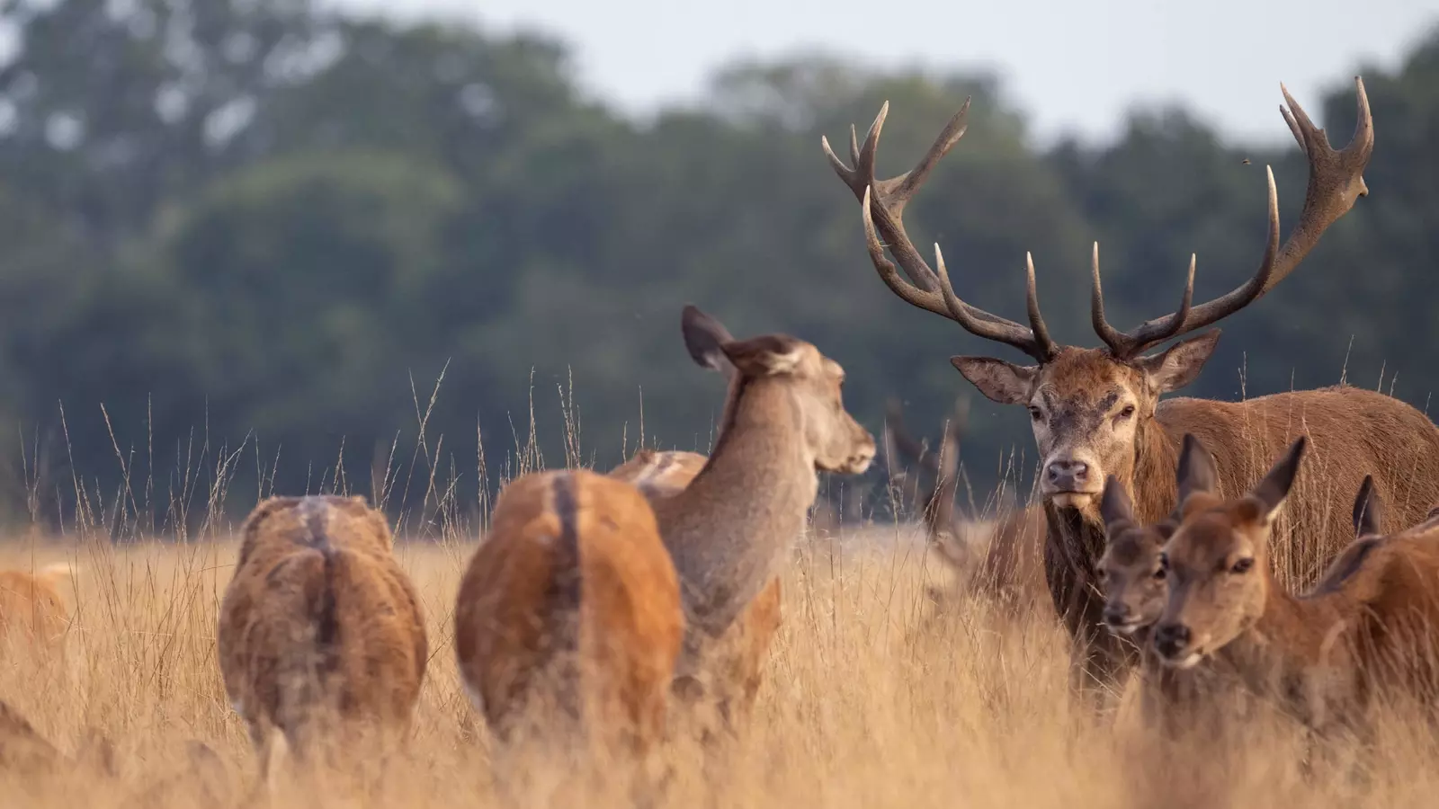 Deer Antler Cycles - The British Deer Society